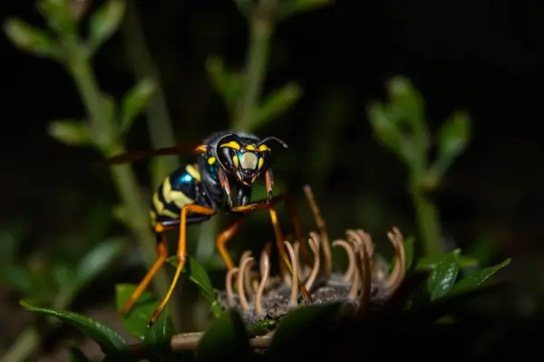Como a Intensidade da Luz Contínua Influencia a Macrofotografia Noturna de Vespas Solitárias em Jardins Urbanos de Baixa Vegetação